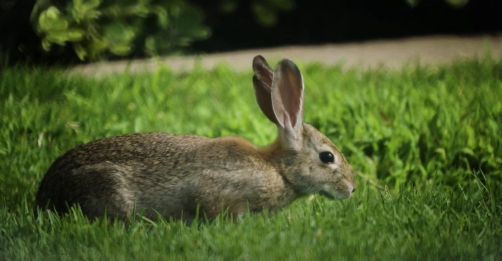 Hunting Special Alert: Rabbit Hemorrhagic Fever