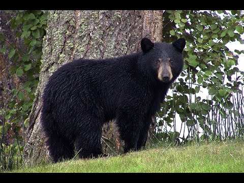 bear hunting wildlife nature